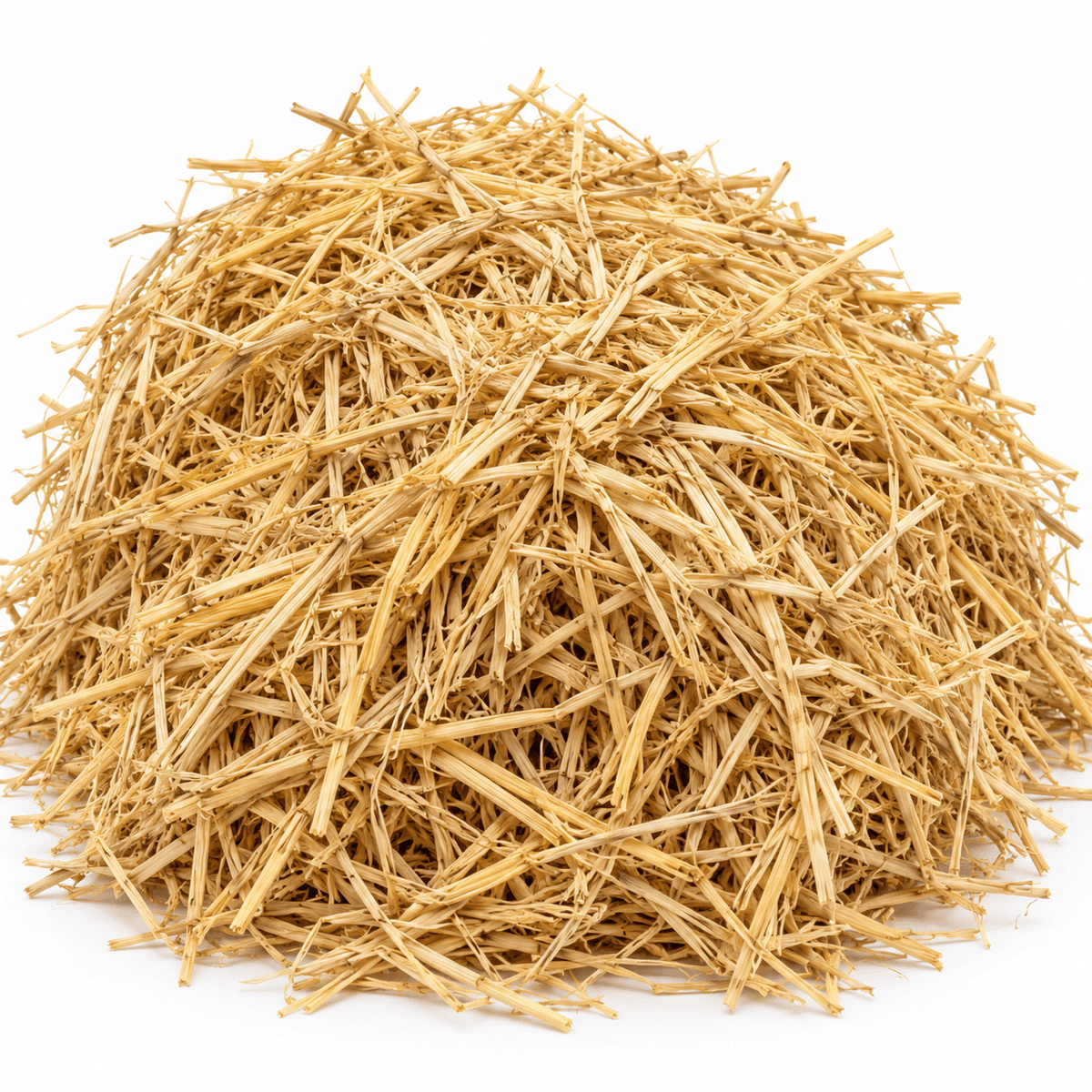 Dry paddy straw chopped for animal feed
